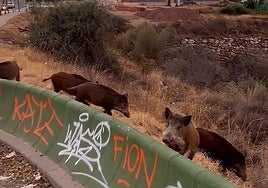 A still from a video recorded by SUR in the area a few days earlier.