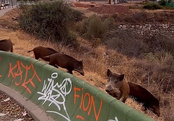 A still from a video recorded by SUR in the area a few days earlier.