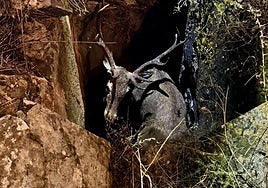 This is the heart-warming moment a trapped deer was rescued by firefighters in Andalucía