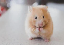 A hamster.