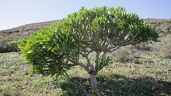 Kleinia neriifolia