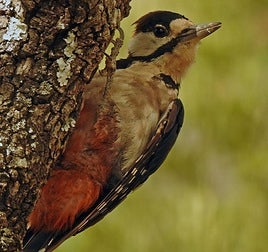 Great spotted woodpecker.