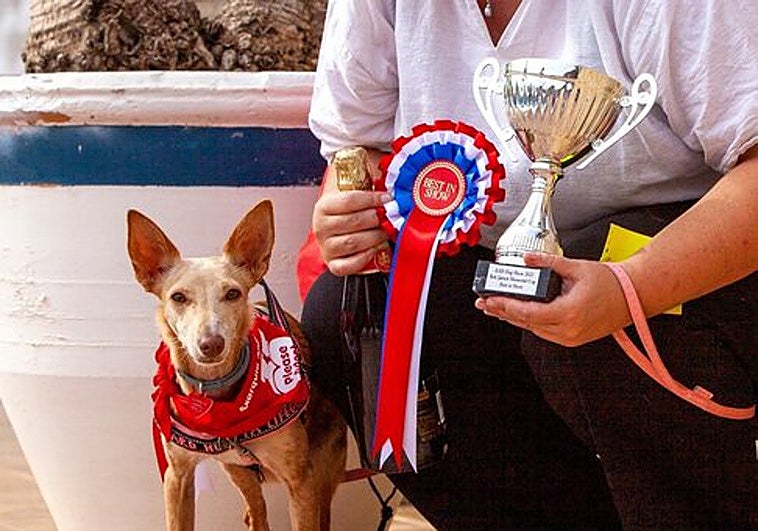 Prizes for pooches at Costa del Sol dog show