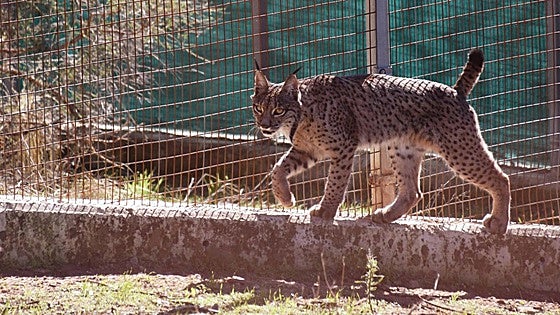 Iberian lynx breeding centre in Andalucía has reintroduced 100 of the 'vulnerable' animals to the wild since it opened