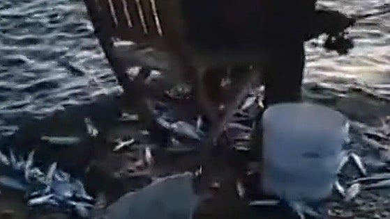 Watch the bizarre moment hundreds of fish leap out of the sea and land on Costa del Sol jetty