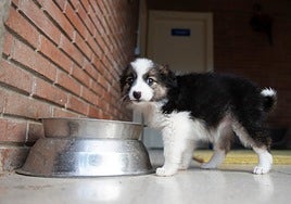 File image of a puppy.