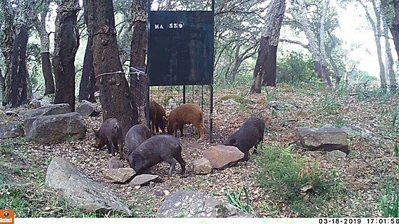 Vets offer eight key measures to curb spiralling wild boar numbers in Malaga province
