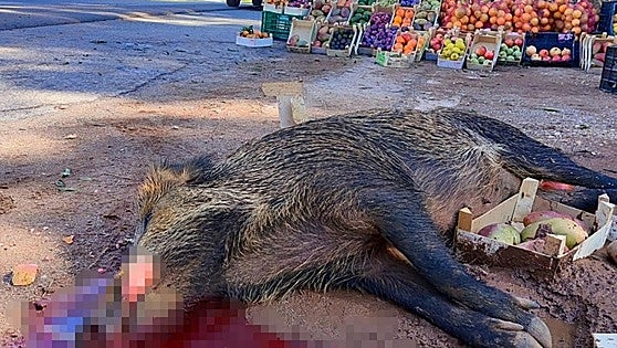 Large wild boar sparks two traffic accidents on busy road between Malaga towns