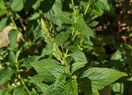 Salvia hispanica.
