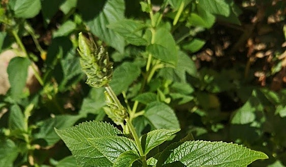 Recommended for your garden in the south of Spain: Salvia hispanica