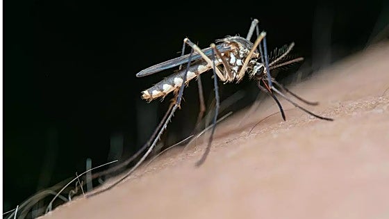Marbella man becomes first human case of West Nile virus in Malaga province