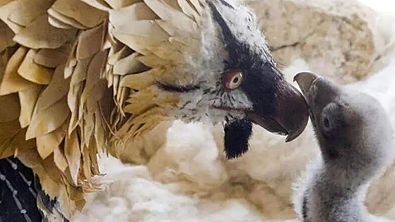 Hunter could face jail time, fine and ban for allegedly killing endangered bearded vulture in Spain