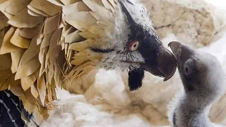 Hunter could face jail time, fine and ban for allegedly killing endangered bearded vulture in Spain