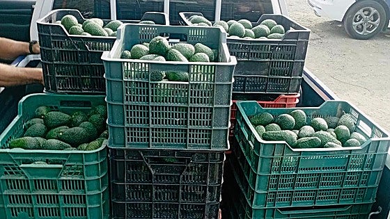 Pair arrested after being caught transporting more than 300 kilos of stolen fruit on the Costa del Sol