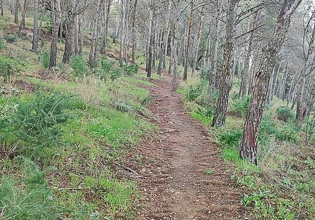 Uphill path through the pine forest.