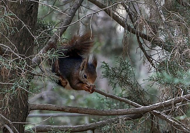 A squirrel feeds at the top of a pine tree.