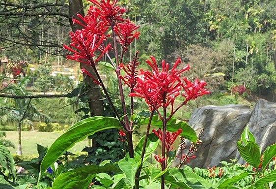 Recommended for your garden in the south of Spain: Firespike plant