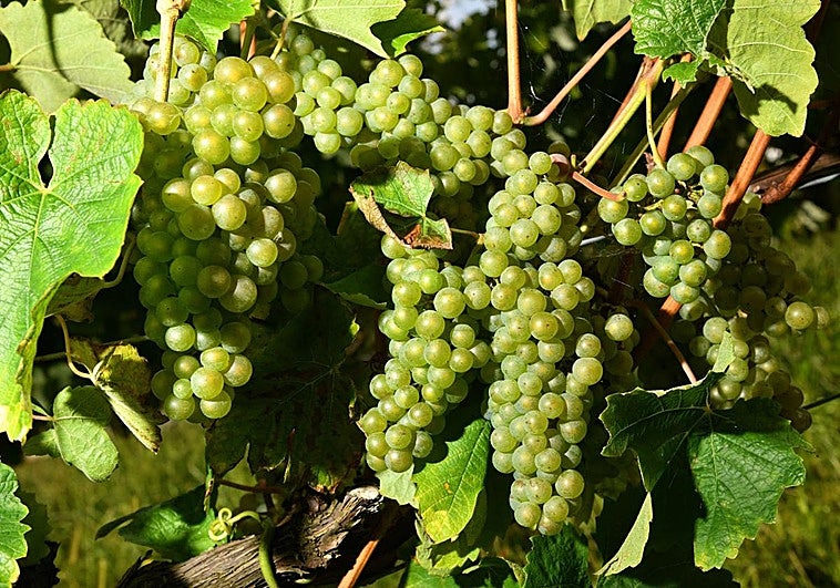 Chinese leave Bordeaux