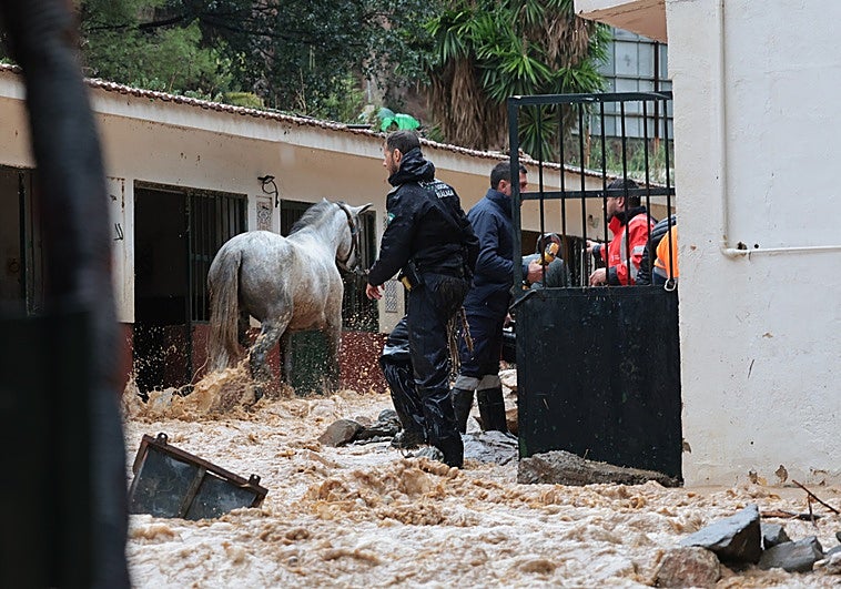 Photograph taken while horses were being rescued from the flooded stables.