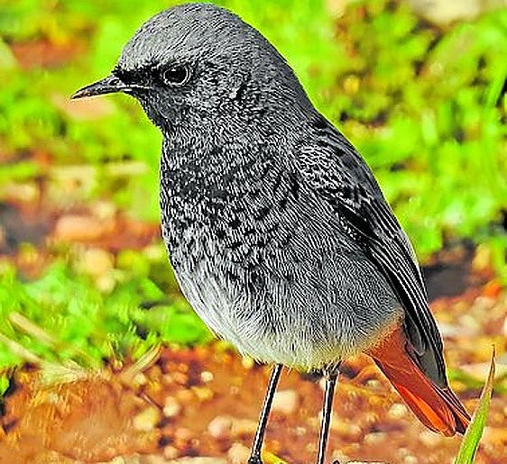The black redstart