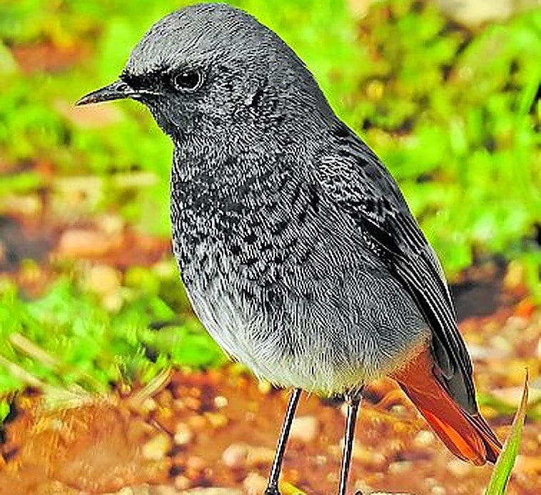 The black redstart