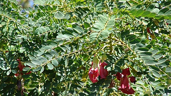 Recommended for your garden in the south of Spain: Sesbania grandiflora