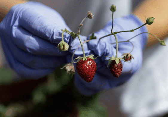 Churriana's guardians of the strawberry