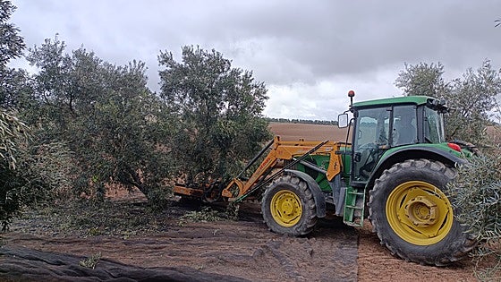 Many Malaga farmers breathe a sigh of relief due to accumulated rainfall, despite 'Dana' damage