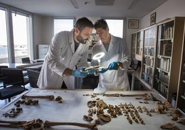 Researchers Ángel Rubio and Inmaculada Alemán analyse the fractured femur of the boy after being beaten, the cause of his death.