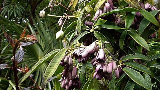 Recommended for your garden in the south of Spain: Hoboellia angustifolia