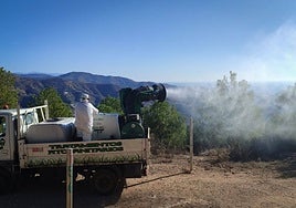 Processionary caterpillar prevention treatment carried out in Malaga