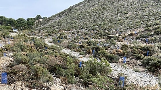 Films for trees: French film festival organisers plant trees in Malaga to offset carbon footprint