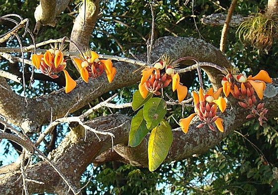 Erythrina fusca.