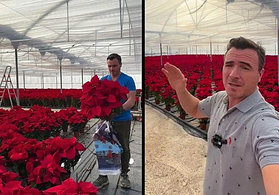 Ángel Illescas in his nursery with thousands of poinsettias.