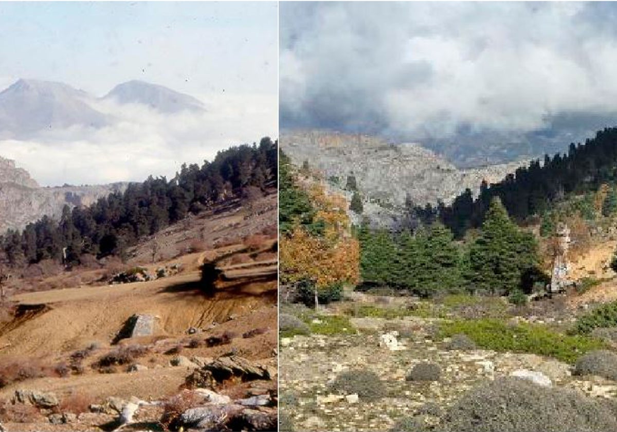 Before (1992) and after (2024) in the Froncaire valley, in Tolox, after the planting of 16,000 gall oaks; now there are 25,000.