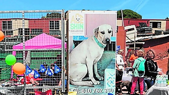 Volunteer-run animal shelter on Costa del Sol opens its doors to raise essential funds