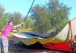 A farm worker takes part in the olive harvest this season in the province.
