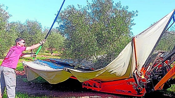 Heavy rain in November helps speed up olive oil price drop in Malaga