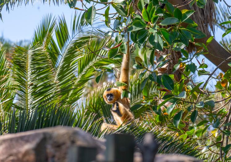 Female golden-cheeked gibbon at Bioparc Fuengirola.