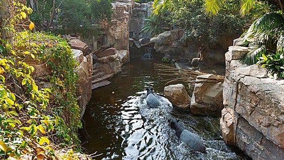 Conservation through discovery: love for nature as the key to protection at Bioparc Fuengirola