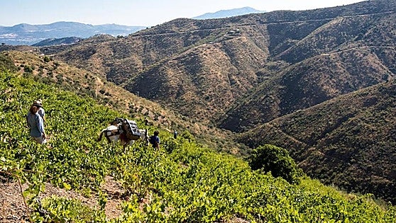The Malaga mountains and wine, a historical legacy