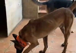 Two of the dogs that have been transferred to Vélez-Málaga.