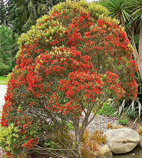 Recommended for your garden in the south of Spain: Metrosideros umbellata