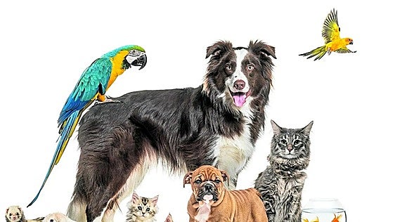 Are you thinking about adopting a pet in Spain? Key questions to help you make the right decision