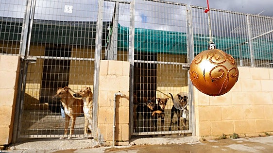Unwanted litters and sick pets are the most frequently abandoned animals in Malaga shelter