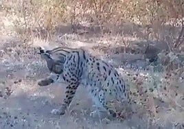Image capture of the video of an Iberian lynx allegedly recorded between Faraján and Júzcar.