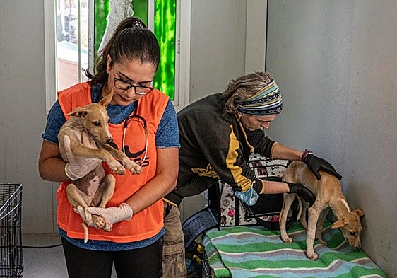 Spain's Valencia region 'has cared for more than 1,000 pets' since devastating floods