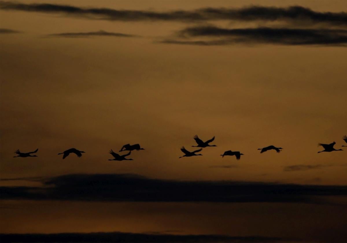 The cranes can be seen and very much heard around the lake in winter.