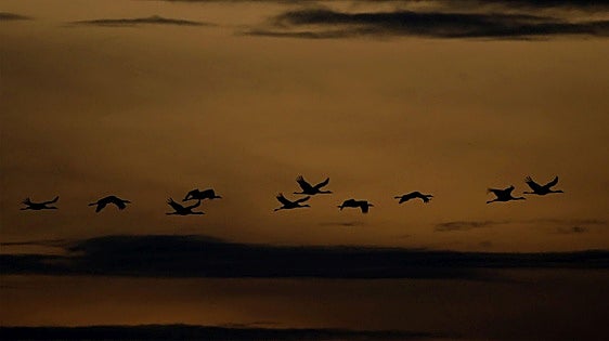The sounds of winter attract birders and nature-lovers to the heart of Malaga province