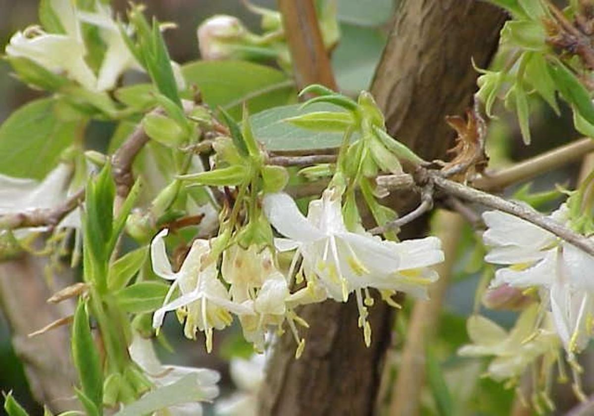 Lonicera fragrantissima.